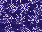 祭小紋（紫）